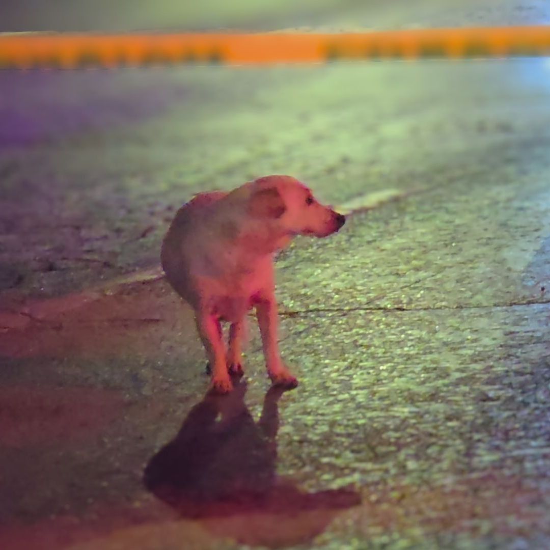 Mascota permaneció junto al cuerpo